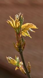 Close-up of yellow flowering plant