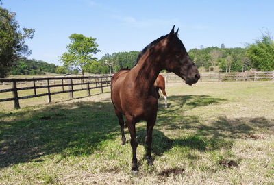 Horse on the farm.