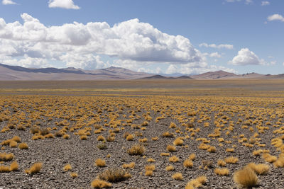 Scenic view of field against sky