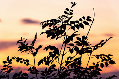 Close-up of silhouette plant against sky during sunset