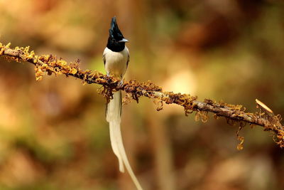 Close-up of bird perching on a tree