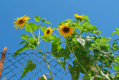 Low angle view of flowering plant against blue sky