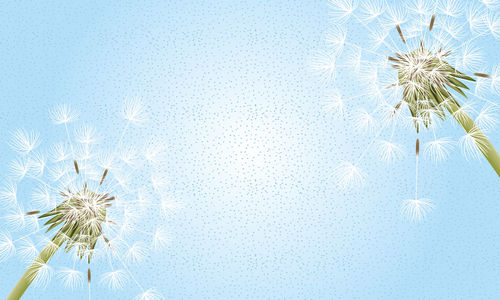 Close-up of dandelion against blue sky