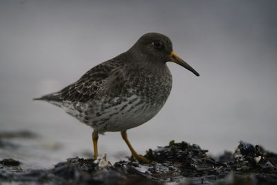 Close-up of seagull perching on rock