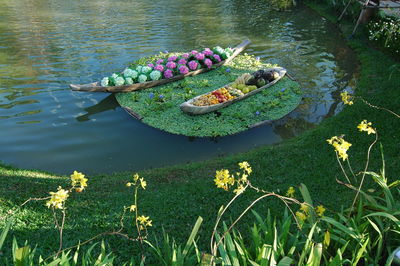 High angle view of lotus floating on water