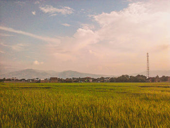 Scenic view of field against sky