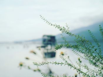 Close-up of plant against blurred background