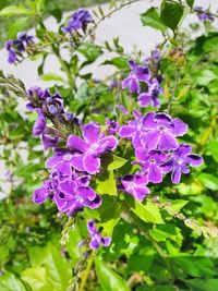 Close-up of purple flowers blooming outdoors