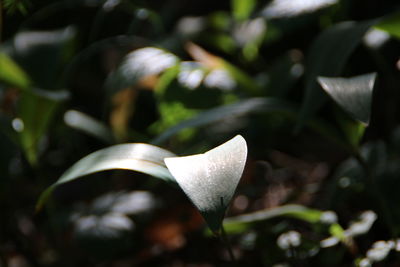 Close-up of white flowering plant