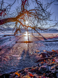 Low angle view of tree against sky