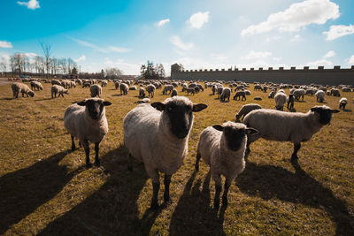 Sheep on field in germany