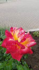 Close-up of wet hibiscus blooming outdoors