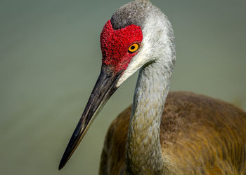 High angle view of bird