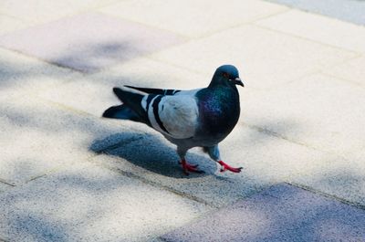 High angle view of pigeon perching on footpath