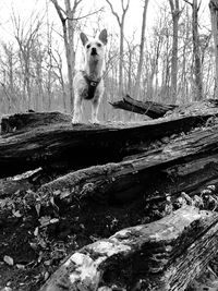 View of dog in forest
