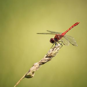 Close-up of dragonfly on plant