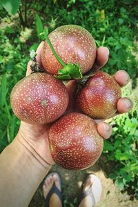 Cropped image of person holding passion fruits