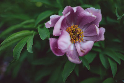 Close-up of purple flowering plant leaves