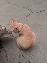 High angle view of dog sitting on street