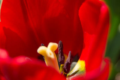 Close-up of red tulip