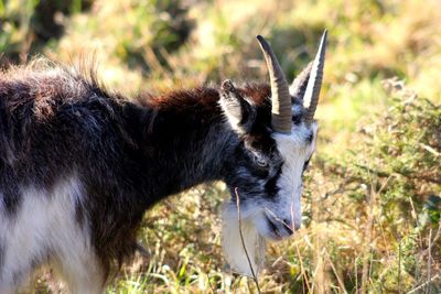 Close-up of goat