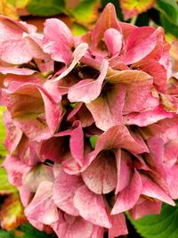 Close-up of pink hydrangea flowers