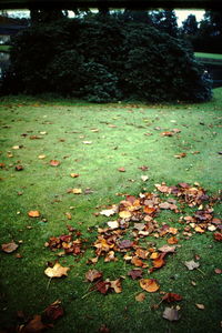 Surface level of fallen leaves on field