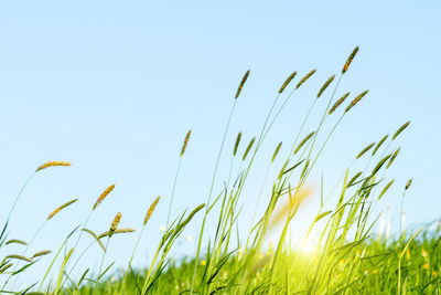 Close-up of grass on field against clear sky