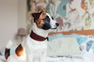 Cute puppy dog jack russell terrier looking at camera in home