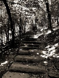 Footpath in forest