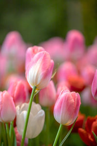 Close-up of pink tulips