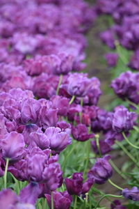 Close-up of pink flowers