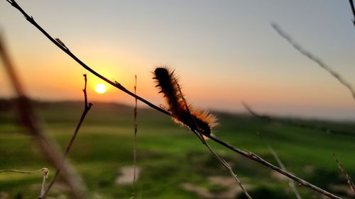 Close-up of stalks in field against sunset sky
