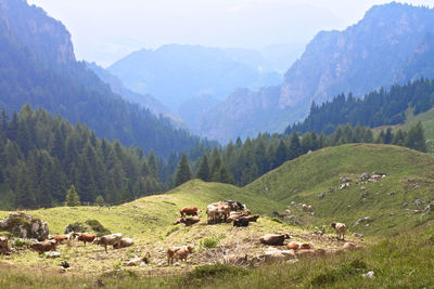 Cows against tree mountain