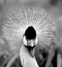 Close-up portrait of bird