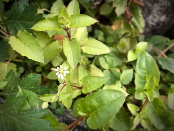 Close-up of fresh green plant