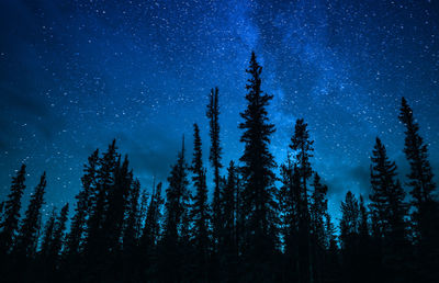 Silhouette pine forest under milky way galaxy and stars