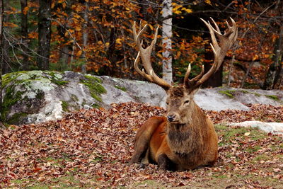 Elk resting on field against trees in forest