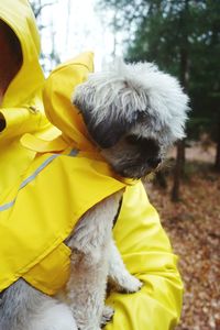 Close-up of dog with yellow umbrella