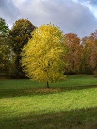 Trees in park against sky during autumn