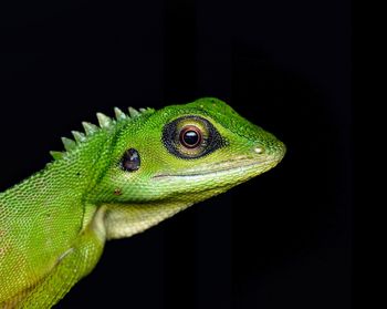 Close-up of lizard