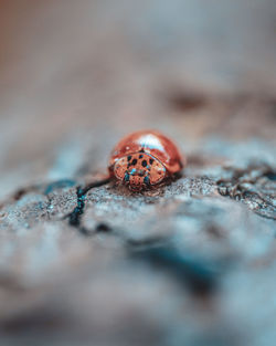 Close-up of ladybug on rock