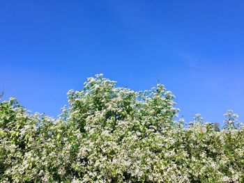 Low angle view of flowering plants against blue sky