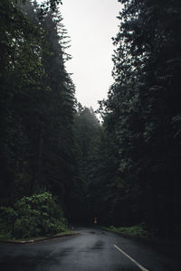 Empty road along trees