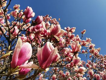 An old magnolia tree in bloom. symbol for the exuberant spring