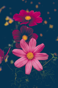 Close-up of pink flowers