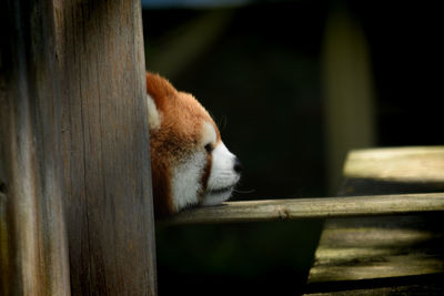 Close-up of a sleeping cat