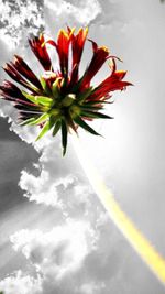 Low angle view of flower against sky