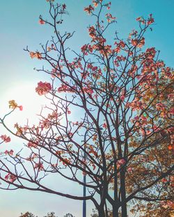 Low angle view of flower tree