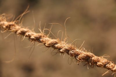 Close-up of weathered rope